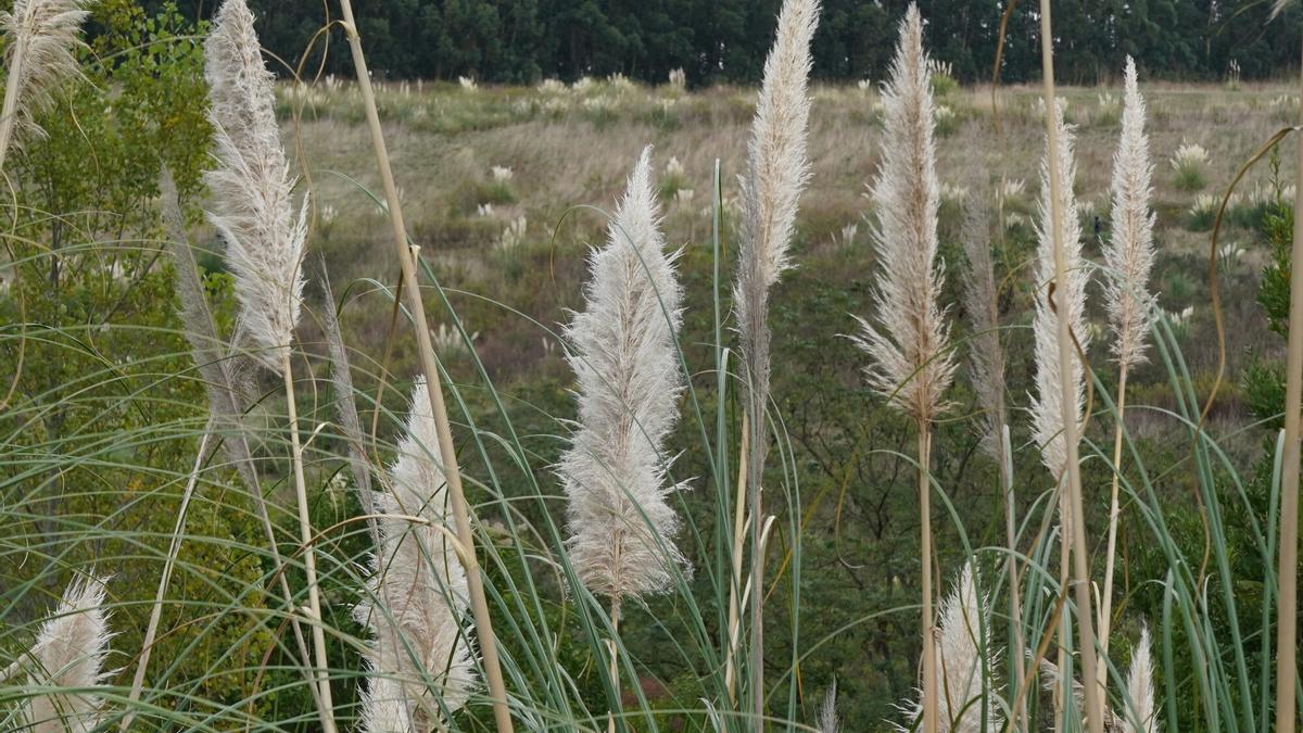 Planta invasora llamada Plumero de la Pampa.
