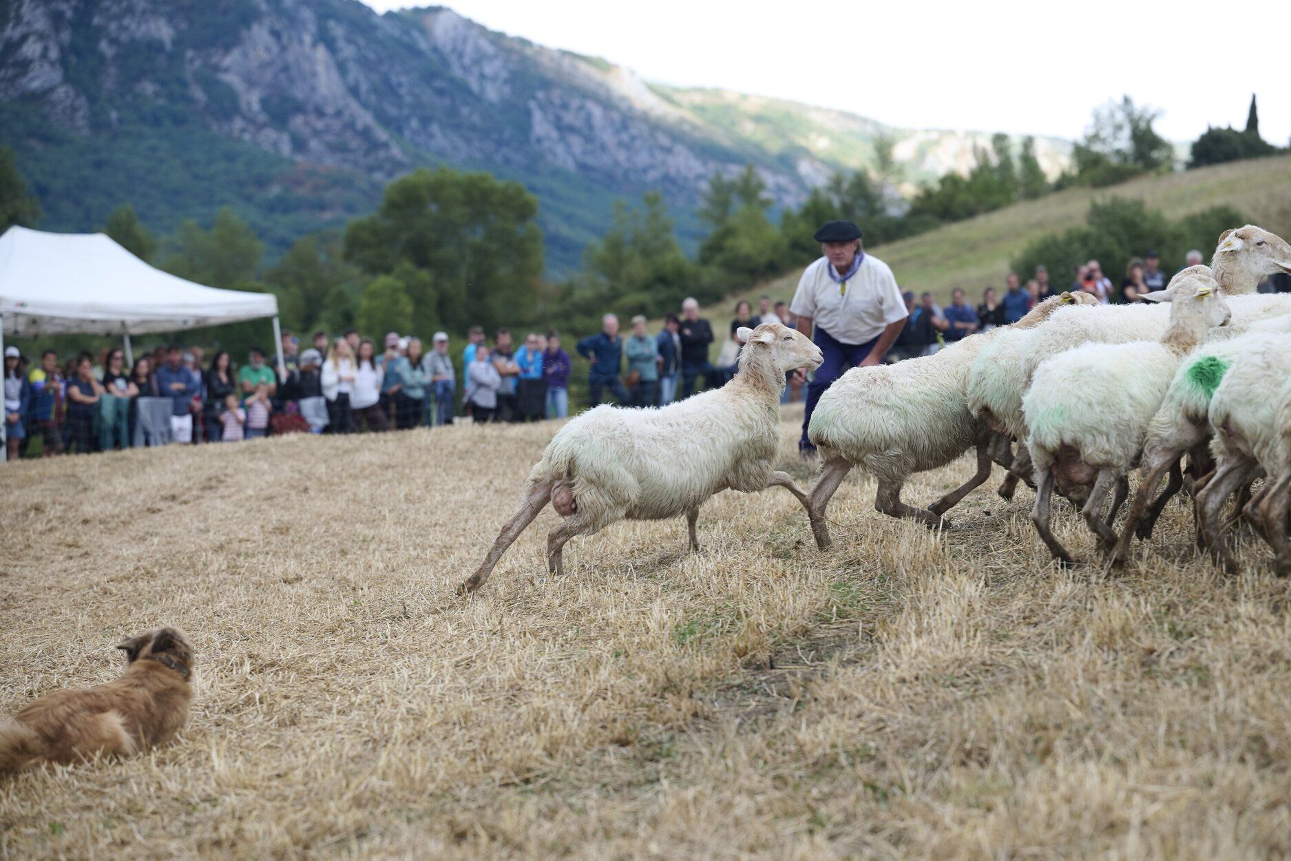 Fotos del Artzai Eguna en Uharte Arakil