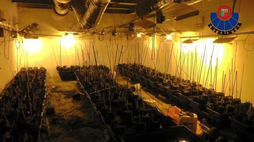 La Ertzaintza desmantela una plantación de marihuana en Barakaldo