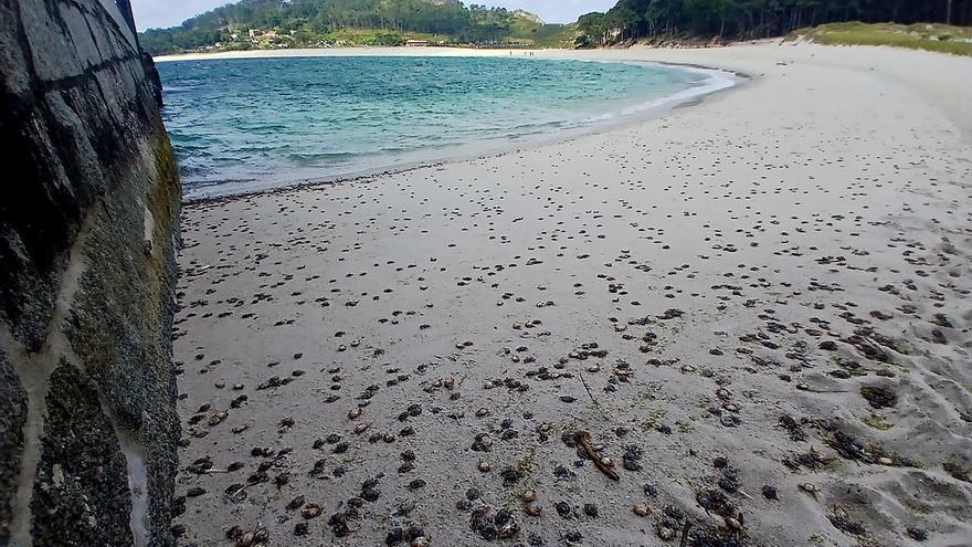Miles de cangrejos patudos cubren las playas de las islas Cíes en un llamativo fenómeno natural