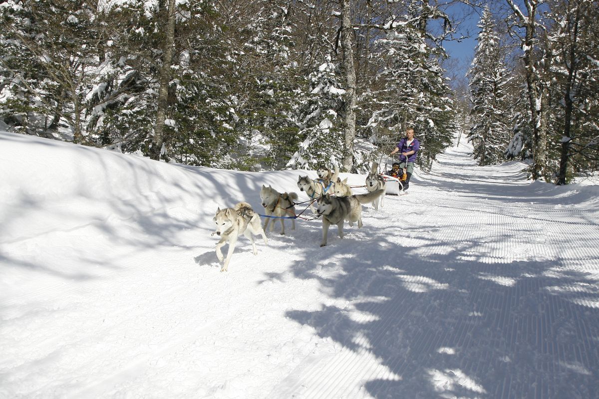 Trineos con perros en el bosque de Braca.