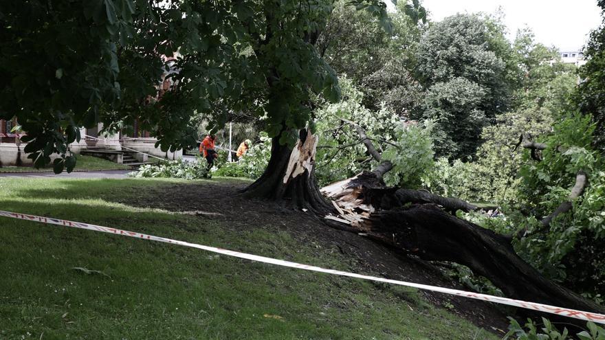 La tormenta derriba un árbol en Doña Casilda