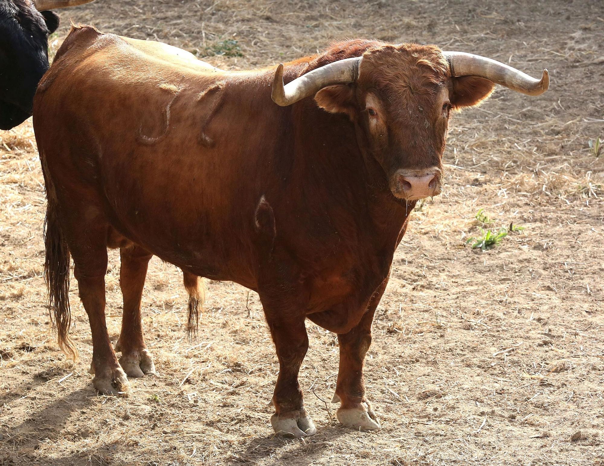 Toros de La Palmosilla de Tarifa para el Encierro del día 7