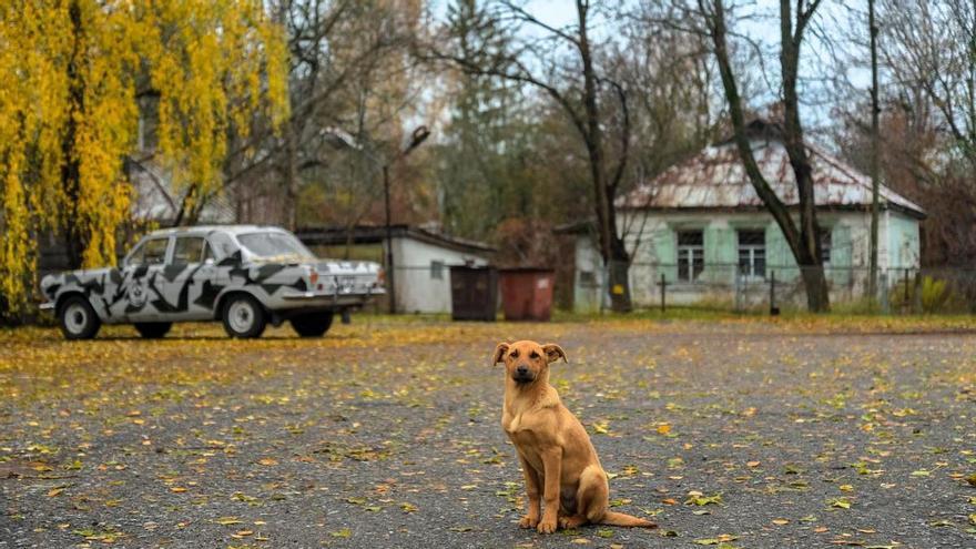 La fauna que volvió a Chernóbil