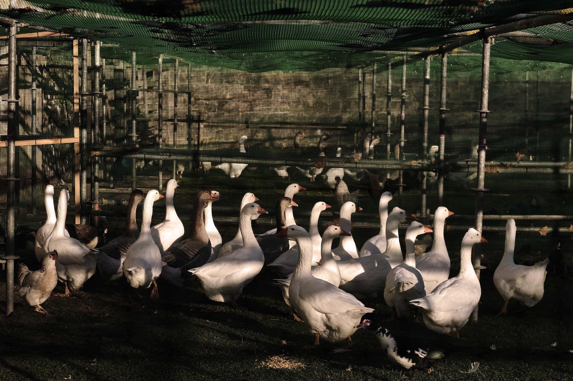 Las medidas contra la gripe aviar en la Taconera de Pamplona