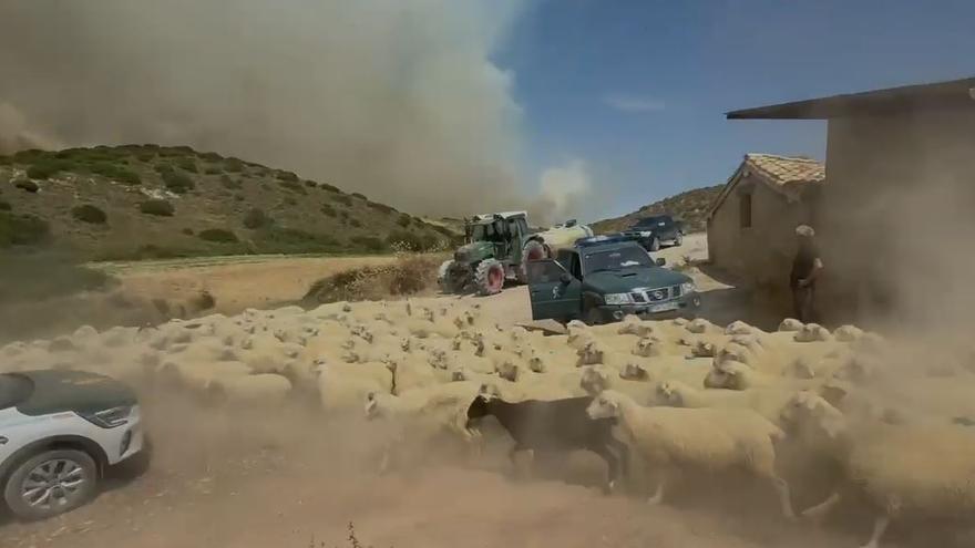 Vídeo del desalojo de 400 ovejas en Añorbe