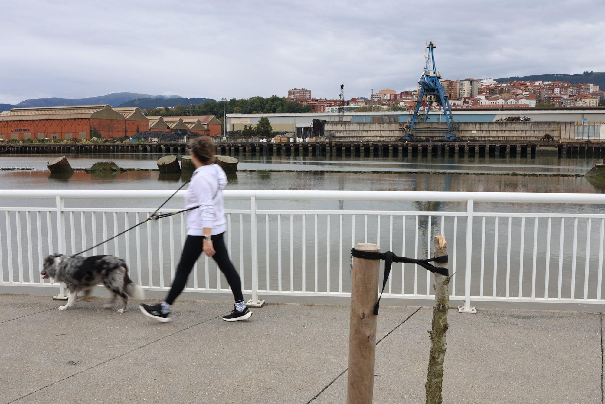 En imágenes: Destrozan una decena de árboles en el paseo de la ría en Lamiako
