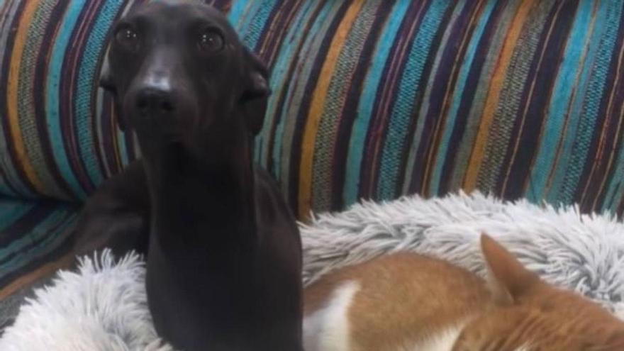 @nosoyuncuervo, el perro vasco que triunfa en redes con sus hermanos gatunos