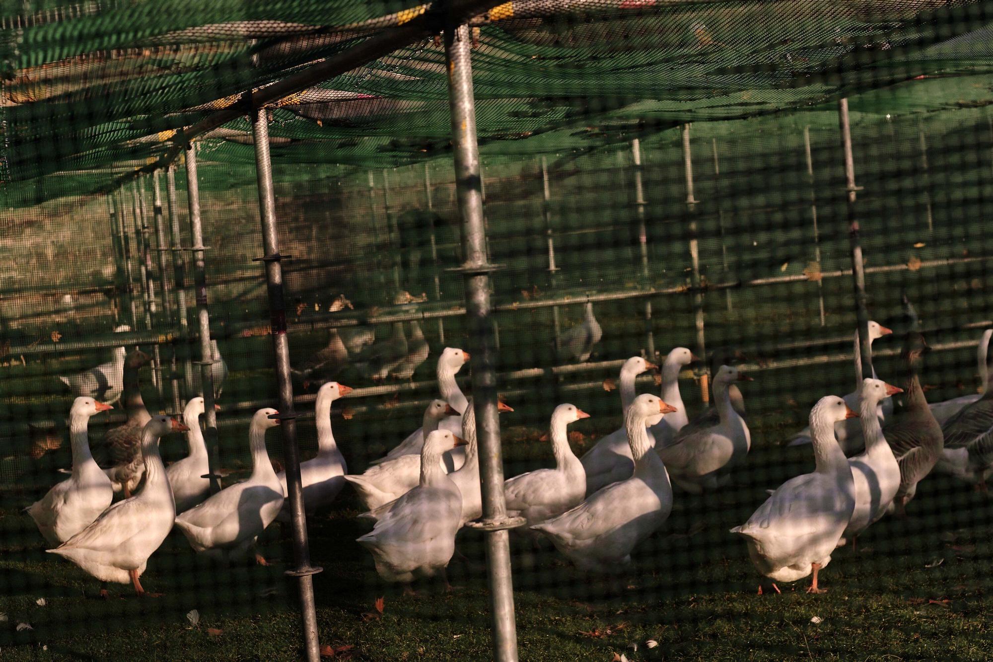 Las medidas contra la gripe aviar en la Taconera de Pamplona