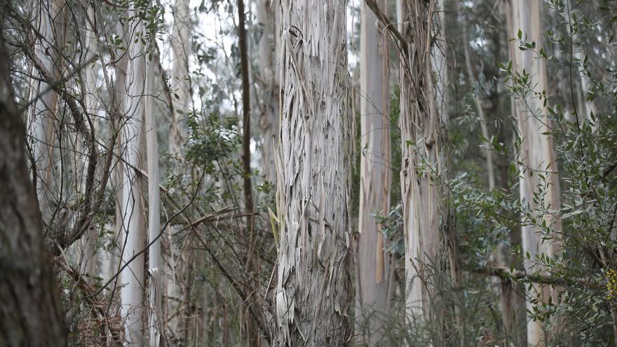 Bizkaia prorroga ‘in extremis’ la actual moratoria a nuevas plantaciones de eucaliptos