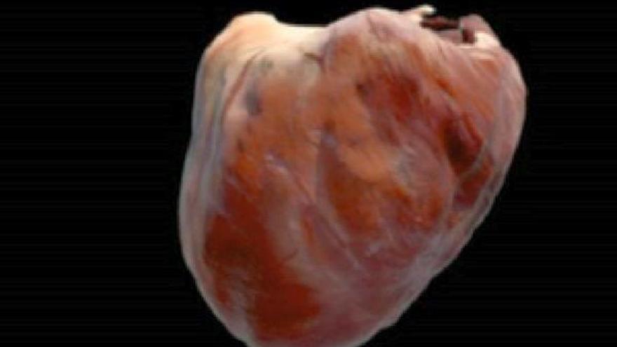 Réplica virtual del corazón.
