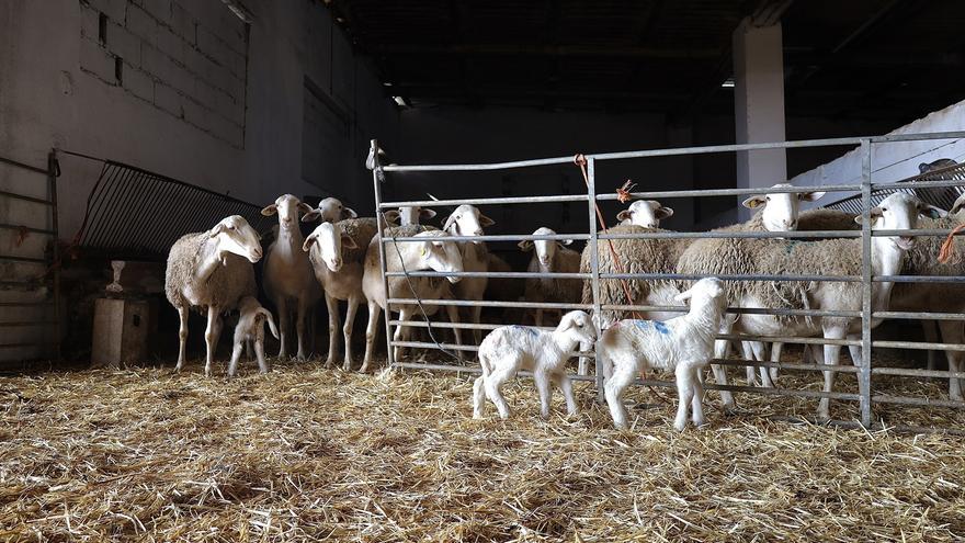 Euskadi suspende todas las ferias ganaderas ante la dermatosis nodular