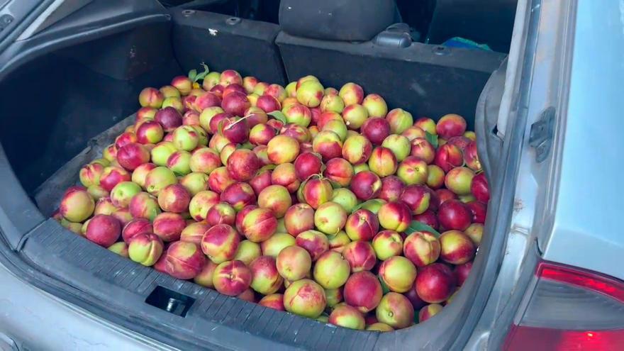 Imputado un vecino de Lodosa que llevaba 140 kilos de nectarinas robadas en el maletero