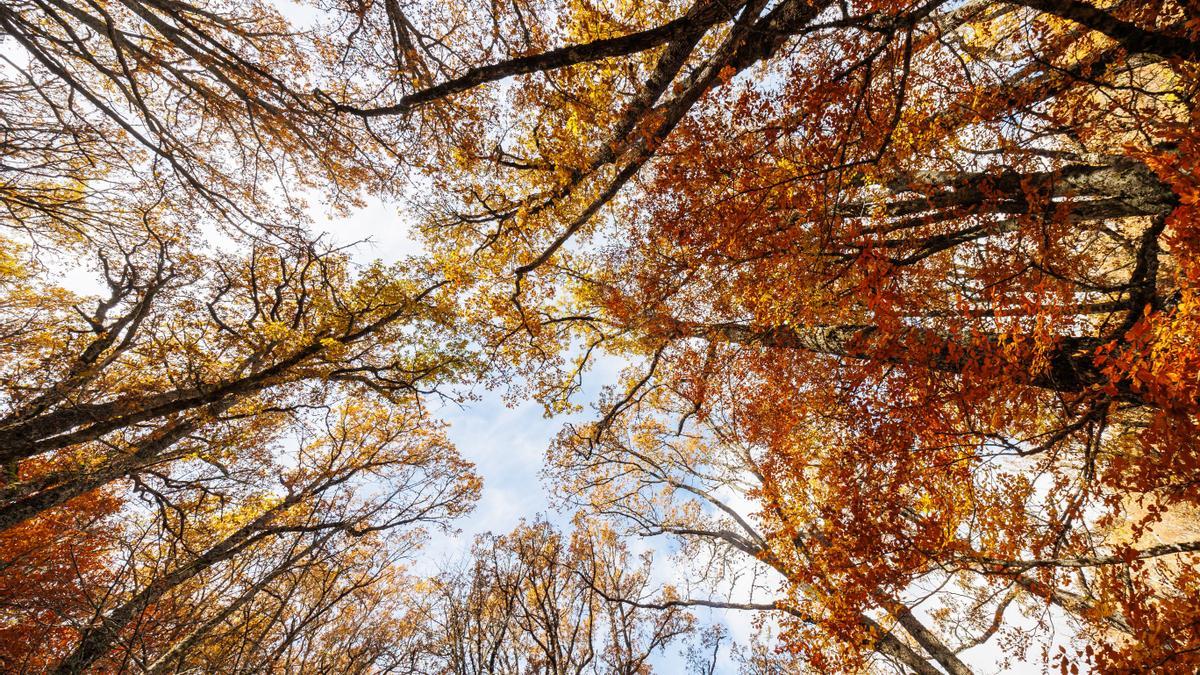 Otoño en el Hayedo de Montejo, en Madrid