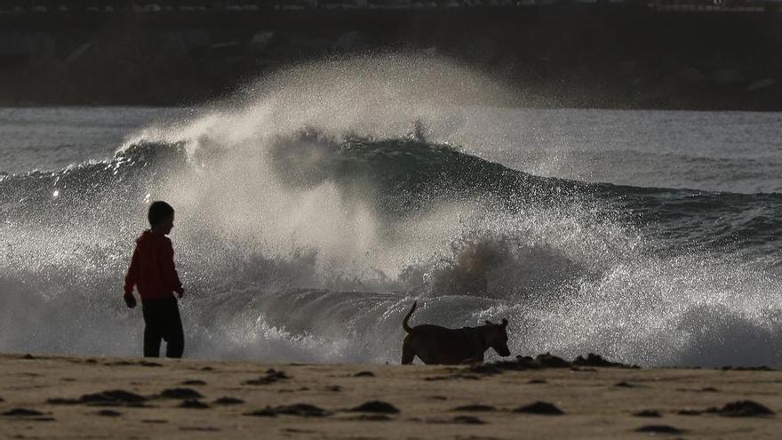 Perros en la playa: de entrada, no