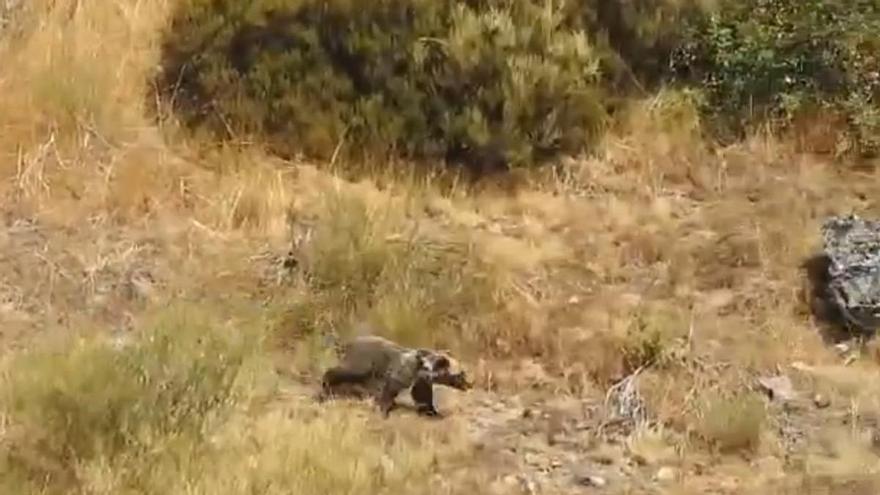 Barniedo, el osezno que sobrevivió a dos incendios en León