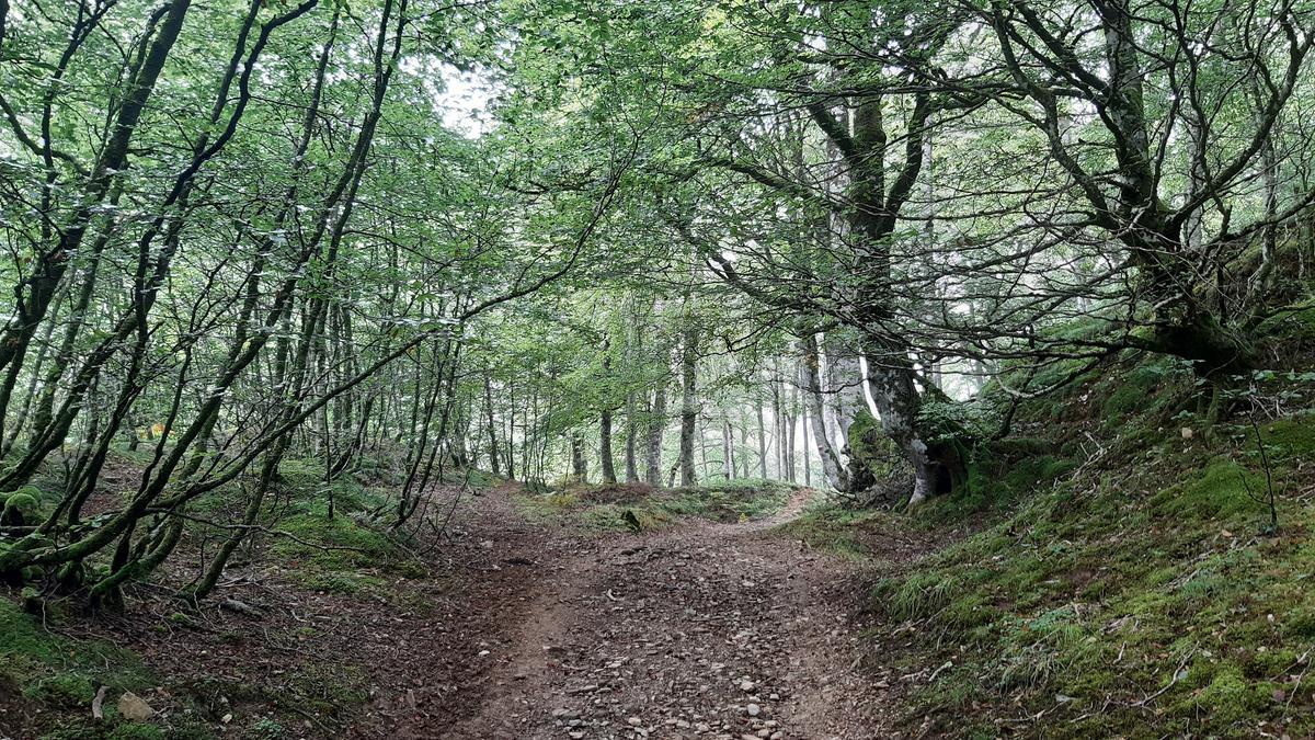 Camino por el bosque entre Roncesvalles y el Puerto de Ibañeta