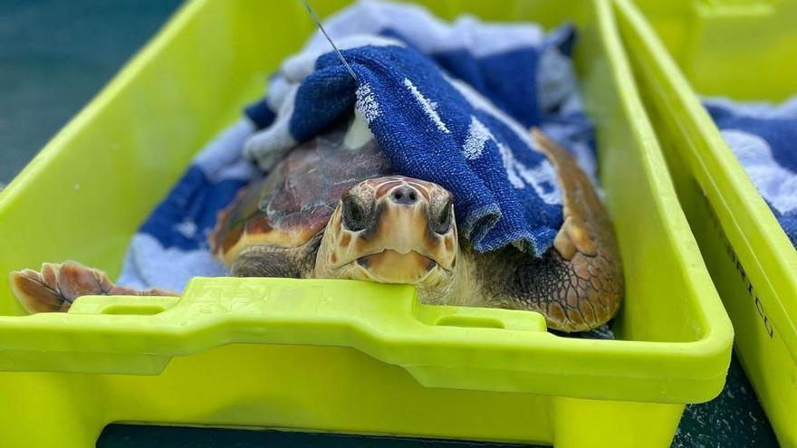 Pluma, Morla y Laida regresan al mar tras pasar por el &#039;hospital&#039; del Aquarium