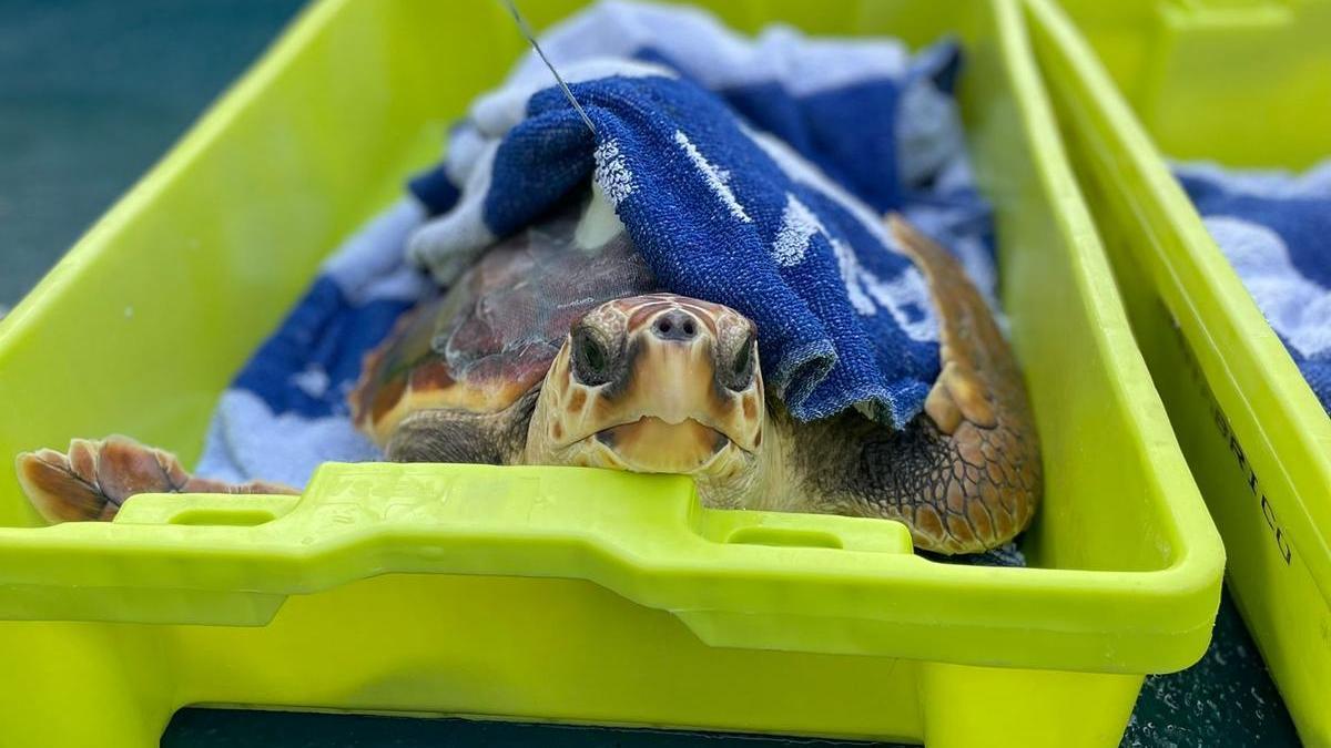 Uno de los ejemplares de tortuga liberados por el Aquarium