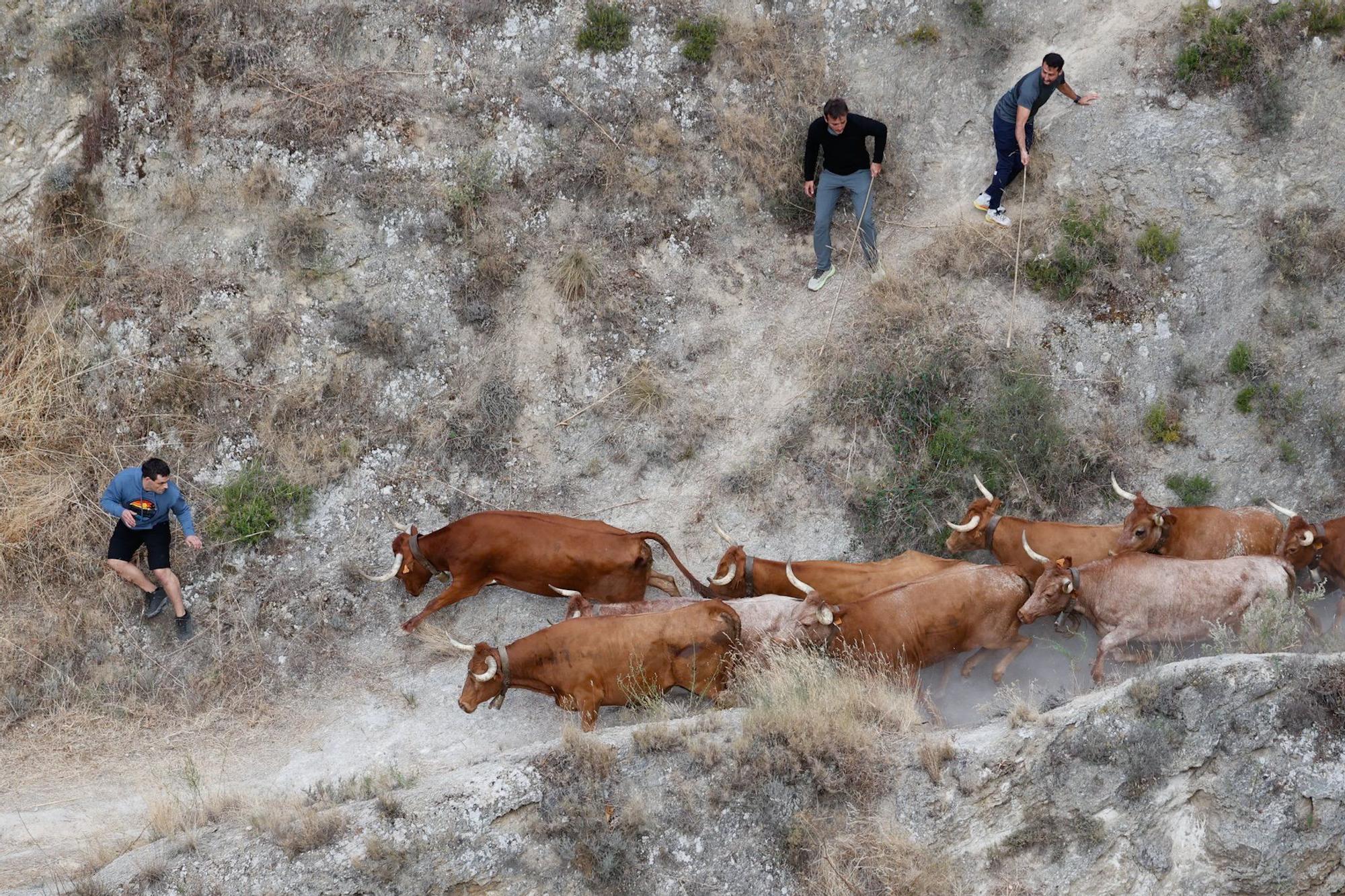 Fotos del quinto encierro del Pilón de Falces 2025 con vacas de Eulogio Mateo