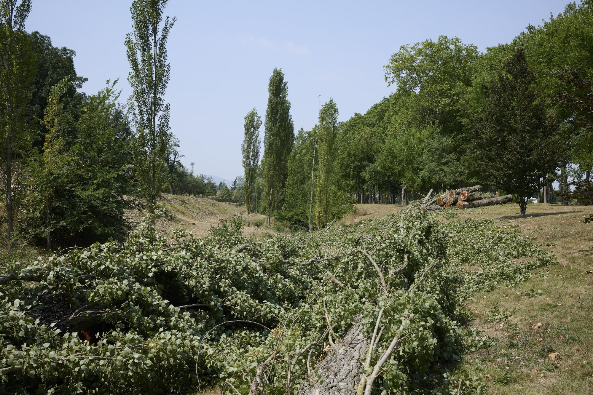 Tala de árboles en la Universidad de Navarra