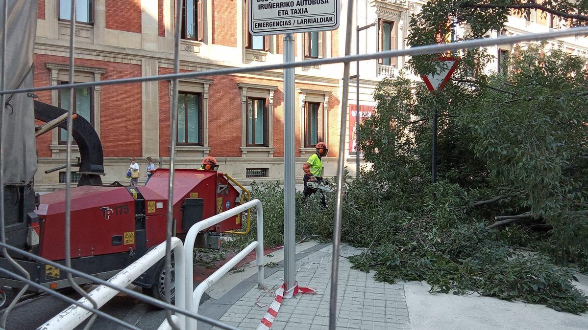 Cae un árbol de grandes dimensiones en el Paseo Sarasate de Pamplona