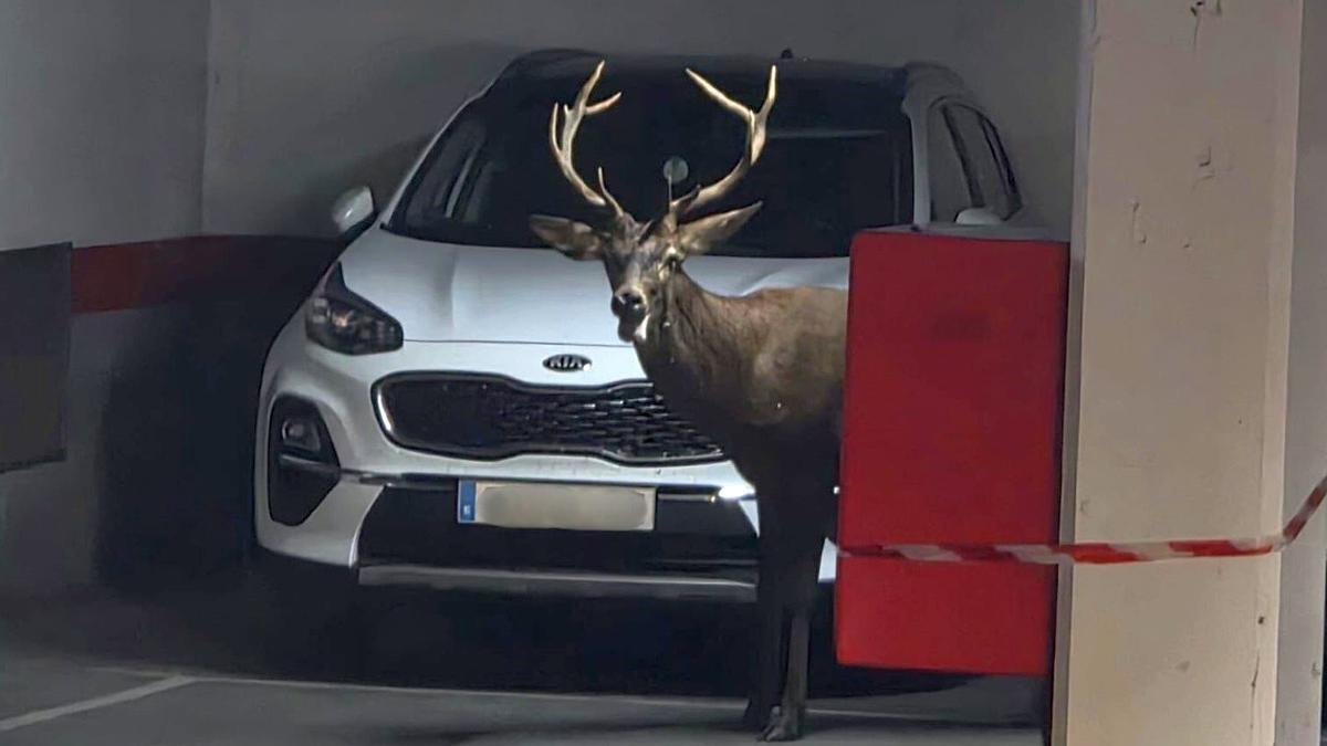 El ciervo en el aparcamiento público cubierto de San Martín