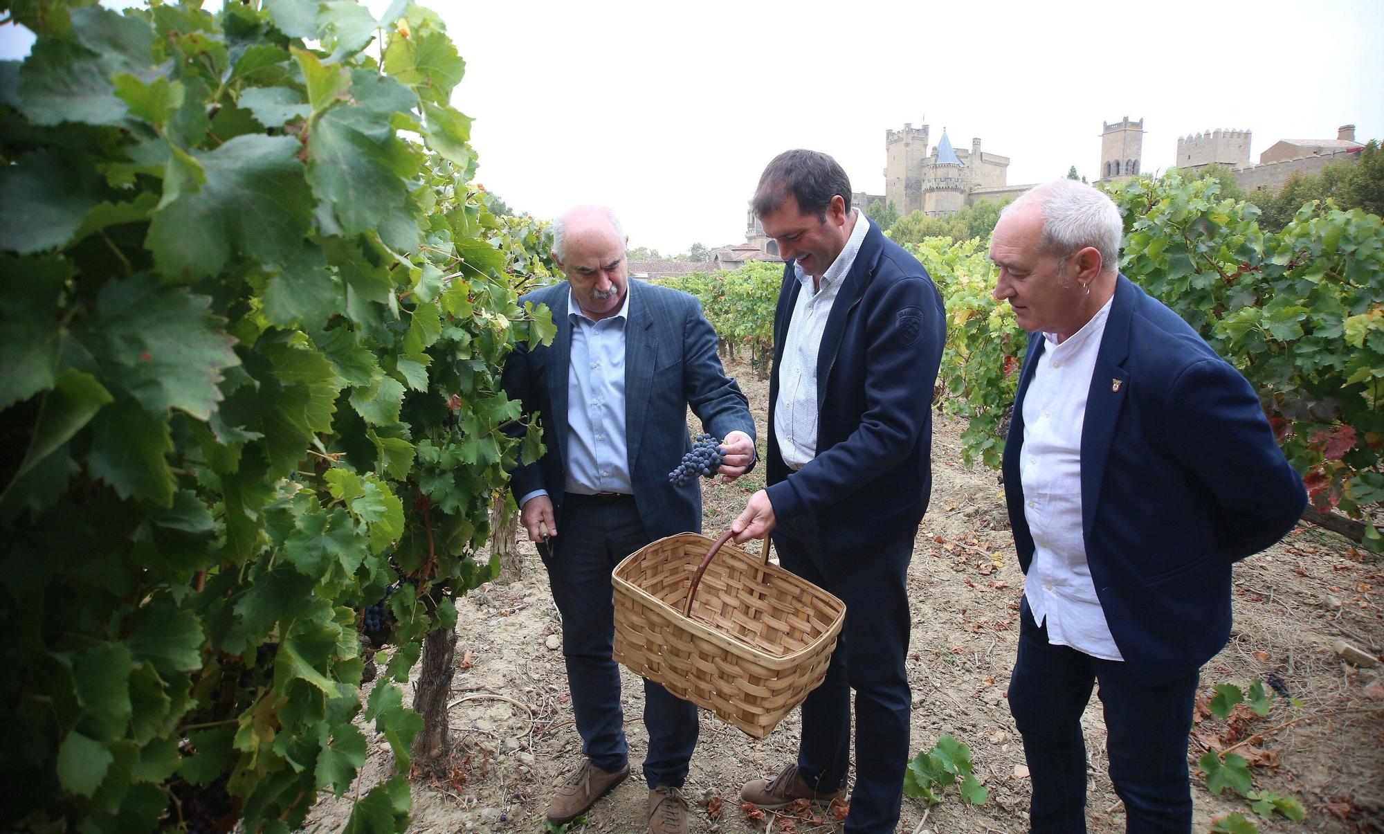 Vendimia en Navarra 2025 | Fotos del simbólico 'corte del último racimo' en Olite