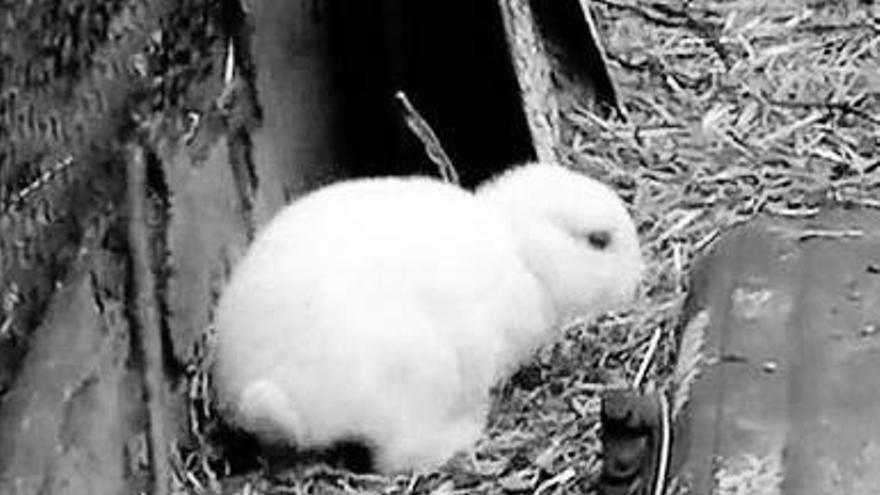 El conejo &#039;mutante&#039; de Fukushima