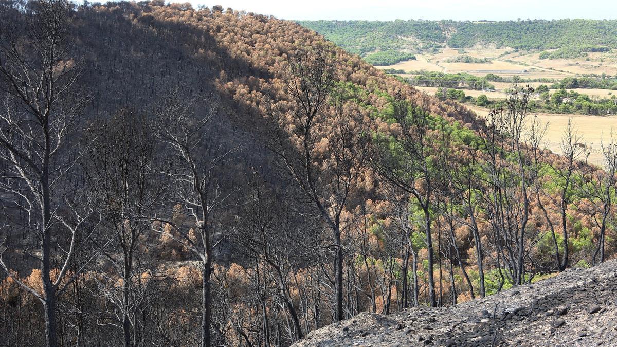 Detalle de una zona afectada por el incendio.