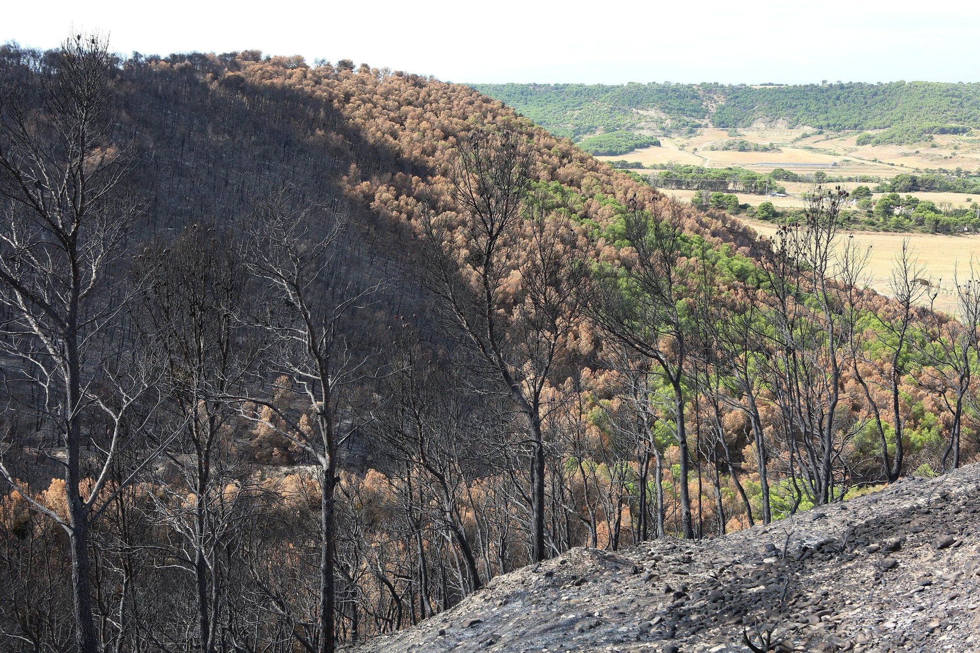 Así han quedado los montes afectados por el incendio de Carcastillo