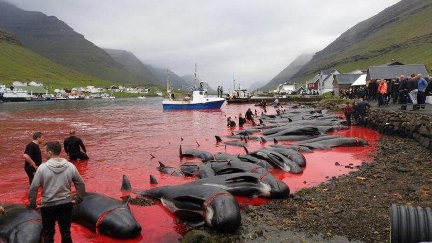 Matanza de más de 1.400 delfines en una sangrienta cacería anual en las islas Feroe, Dinamarca.