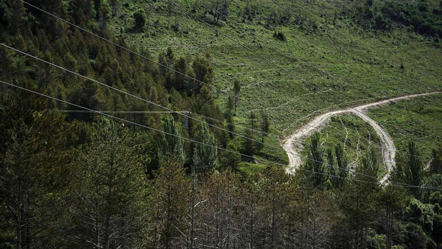 Bosques para una Pamplona más resiliente frente al cambio climático