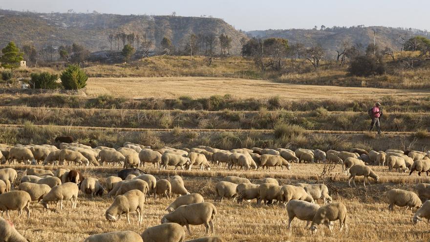 UAGN exige la &quot;anulación inmediata de la Orden foral que impide cosechar y empacar&quot;