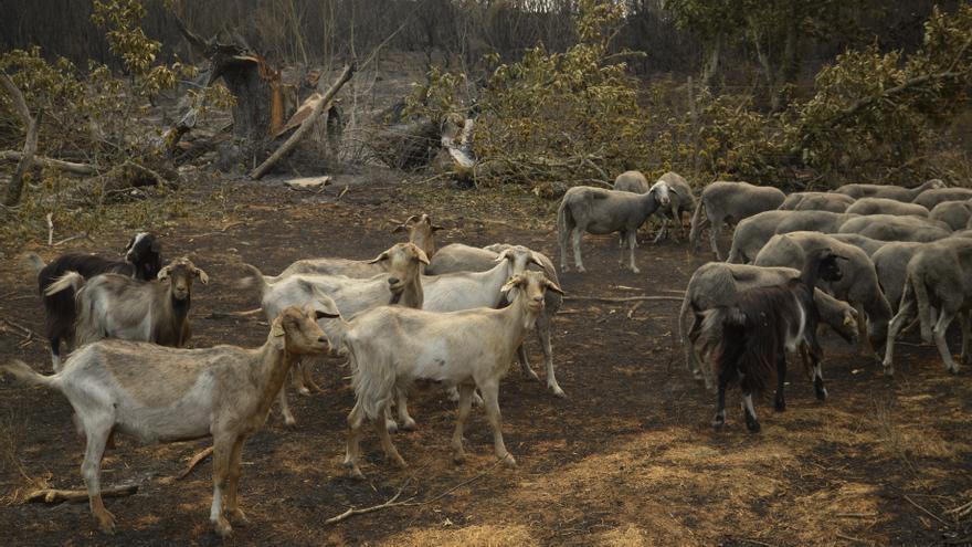 La bajada de temperatura alivia a Galicia, Extremadura y CyL, aunque siguen activos los grandes incendios