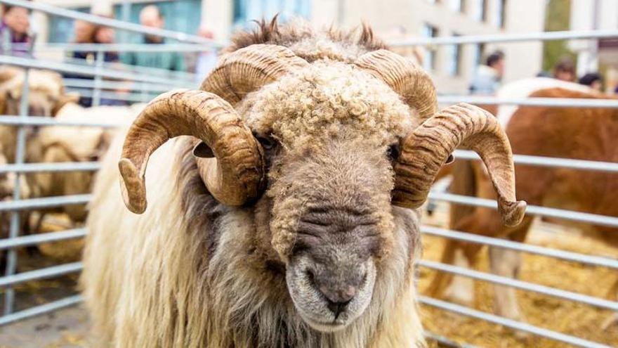 El domingo llegará a Izarra la feria agroganadera de Urkabustaiz