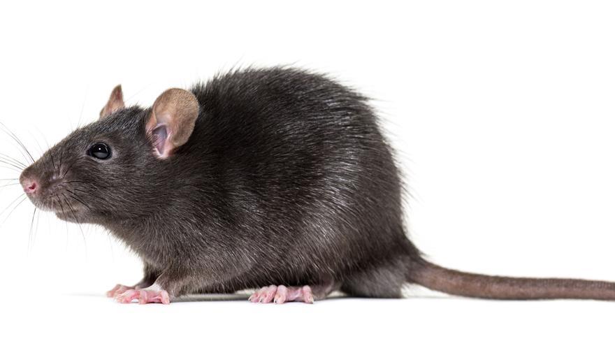 Hantavirus: ¿Qué es y por qué es tan peligrosa esta enfermedad?