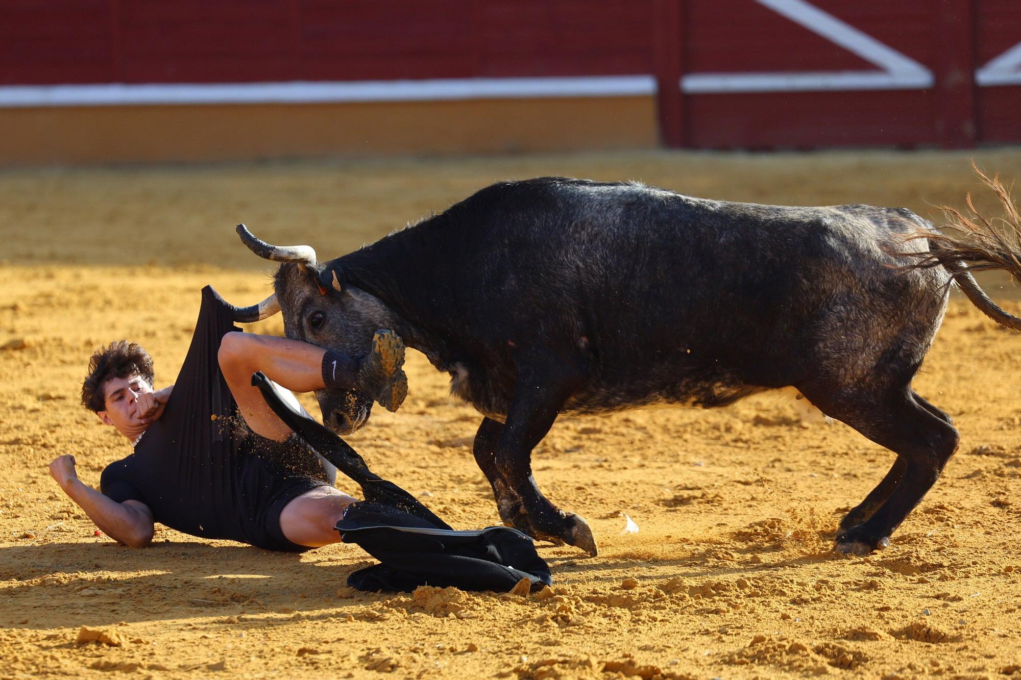 Revolcón de un mozo en las vaquillas de Tudela