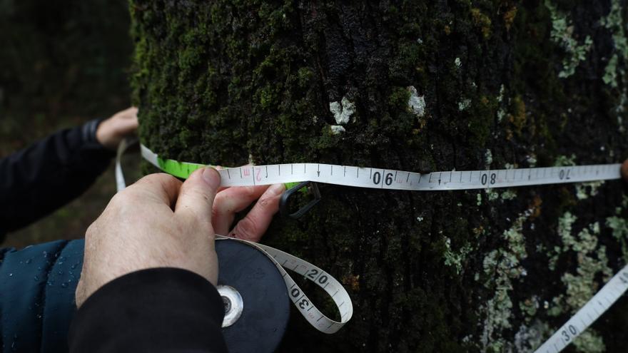 La encina de Eleizondo, en Zeanuri, sigue con buena salud y ganando centímetros