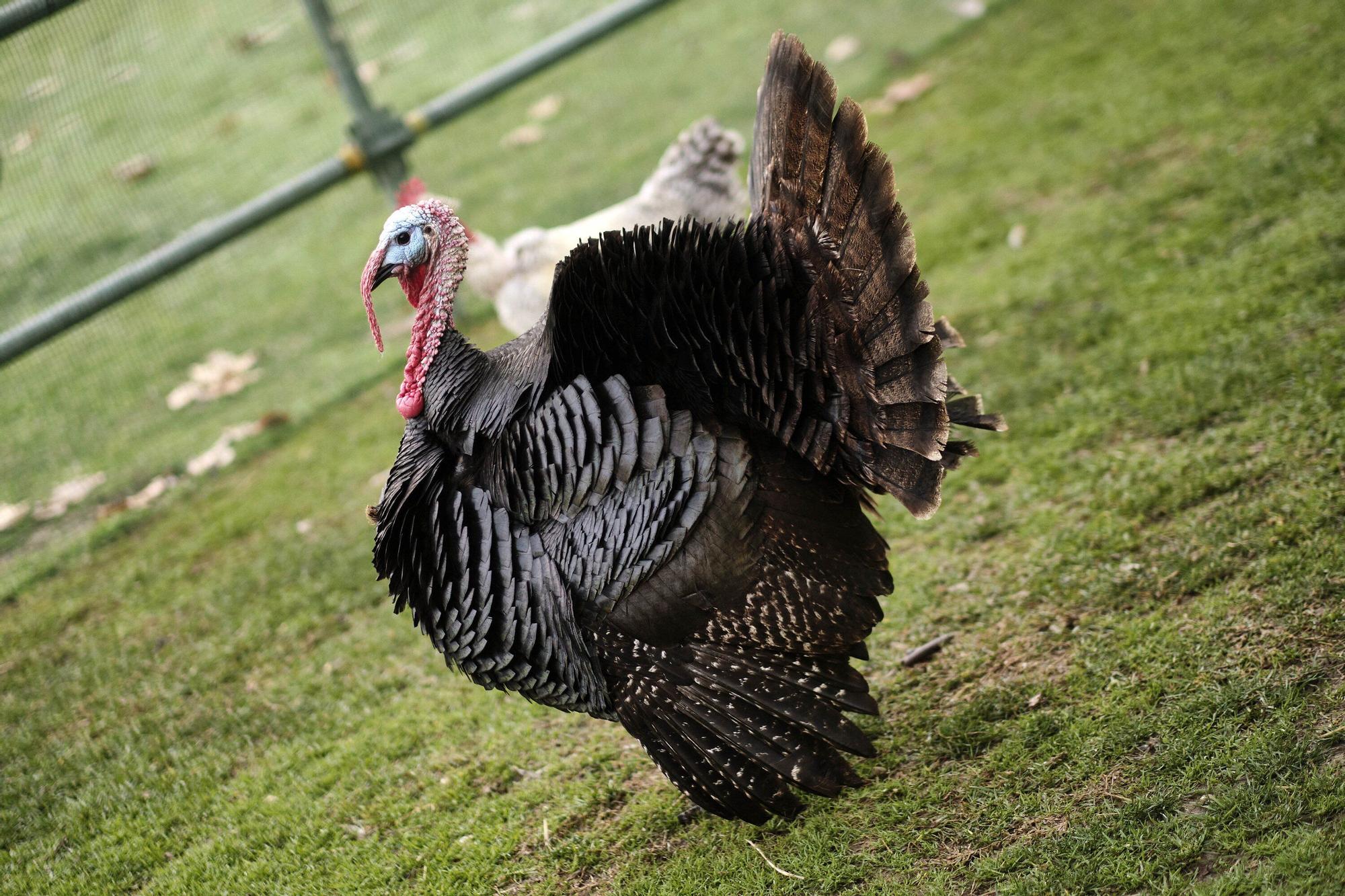 Las medidas contra la gripe aviar en la Taconera de Pamplona