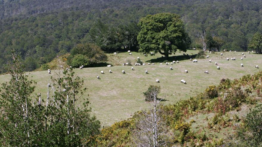 Desarrollo Rural aprueba ayudas de apoyo a las explotaciones lácteas ubicadas en zonas de montaña