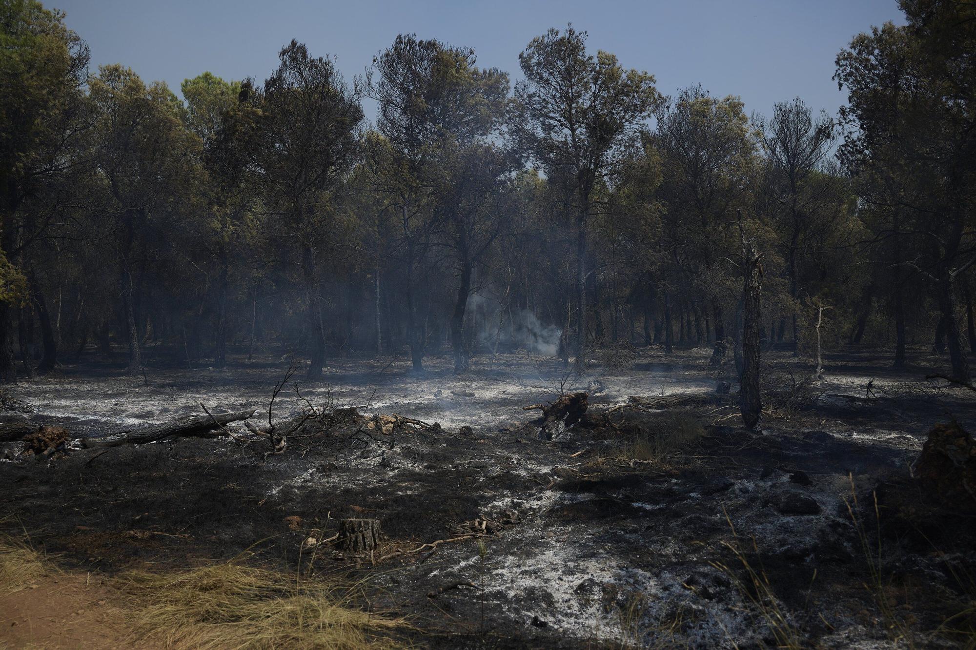 Fotos del incendio forestal cerca de Carcastillo