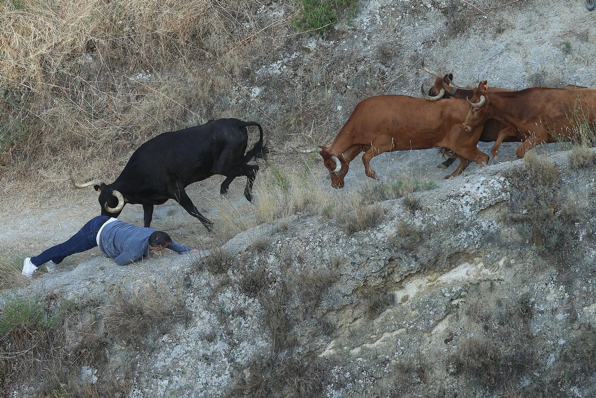 Fotos del segundo encierro del Pilón de Falces 2025