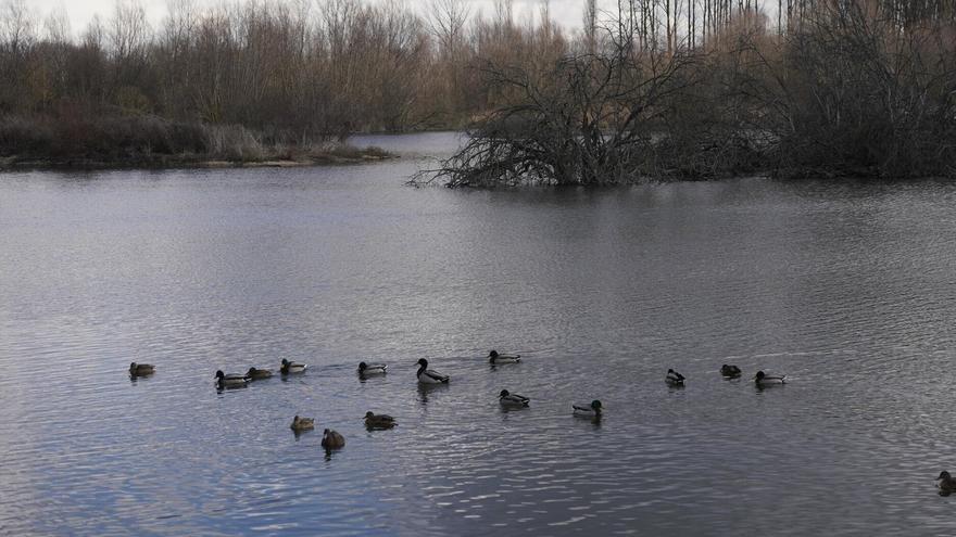 Vitoria intensifica su actuación en humedales y ríos para frenar la pérdida de biodiversidad