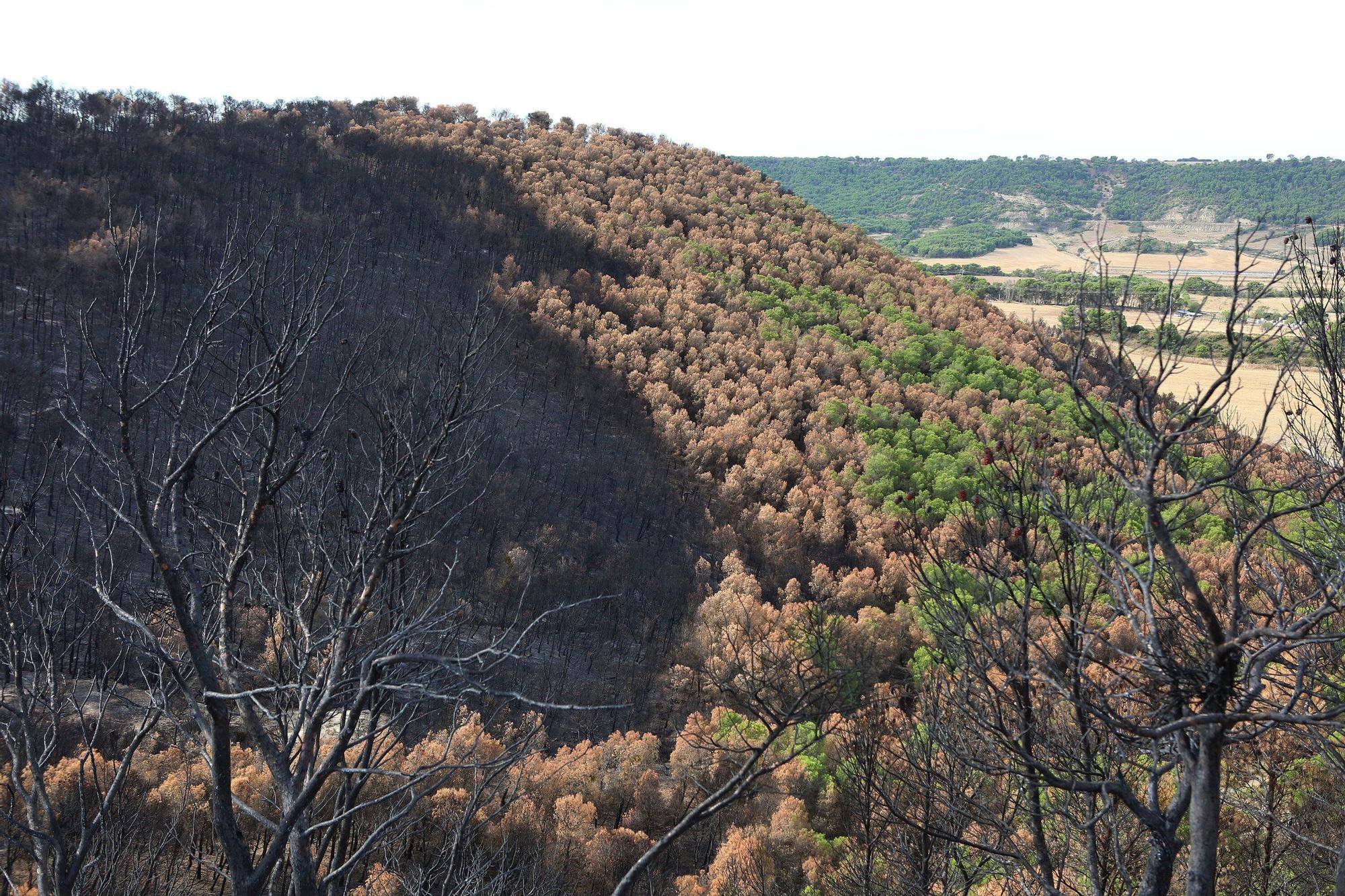 Así han quedado los montes afectados por el incendio de Carcastillo