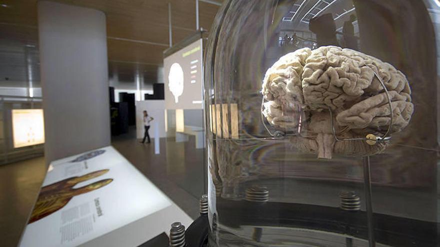 Detalle en un cerebro que se muestra en el museo.