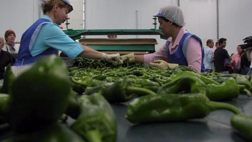 Pimientos verdes (alimentos)
