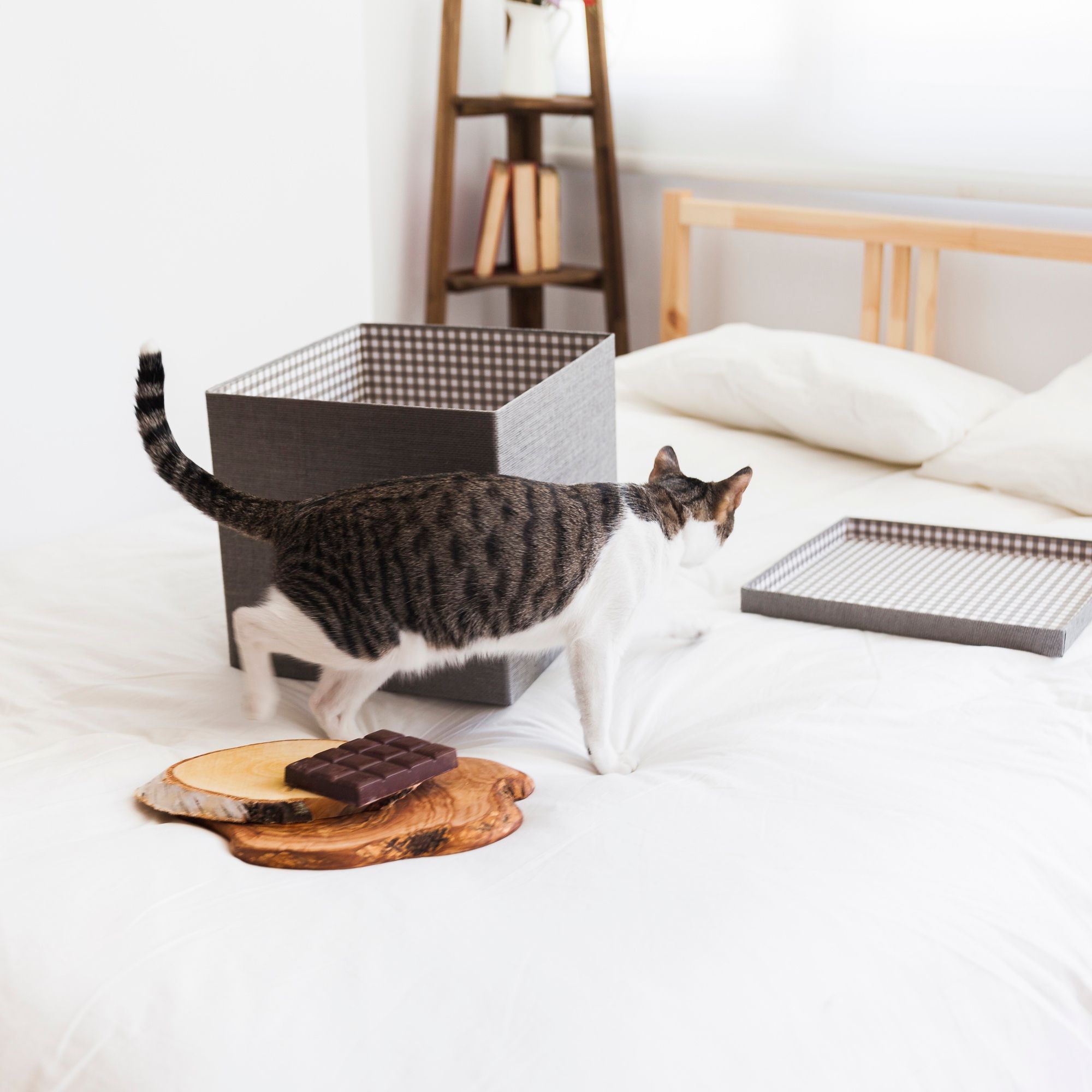 Un gato pasa delante de un bloque de chocolate.