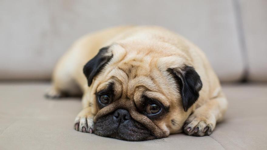 Los psicólogos para mascotas: ¿moda pasajera o una ayuda real para nuestros animales?