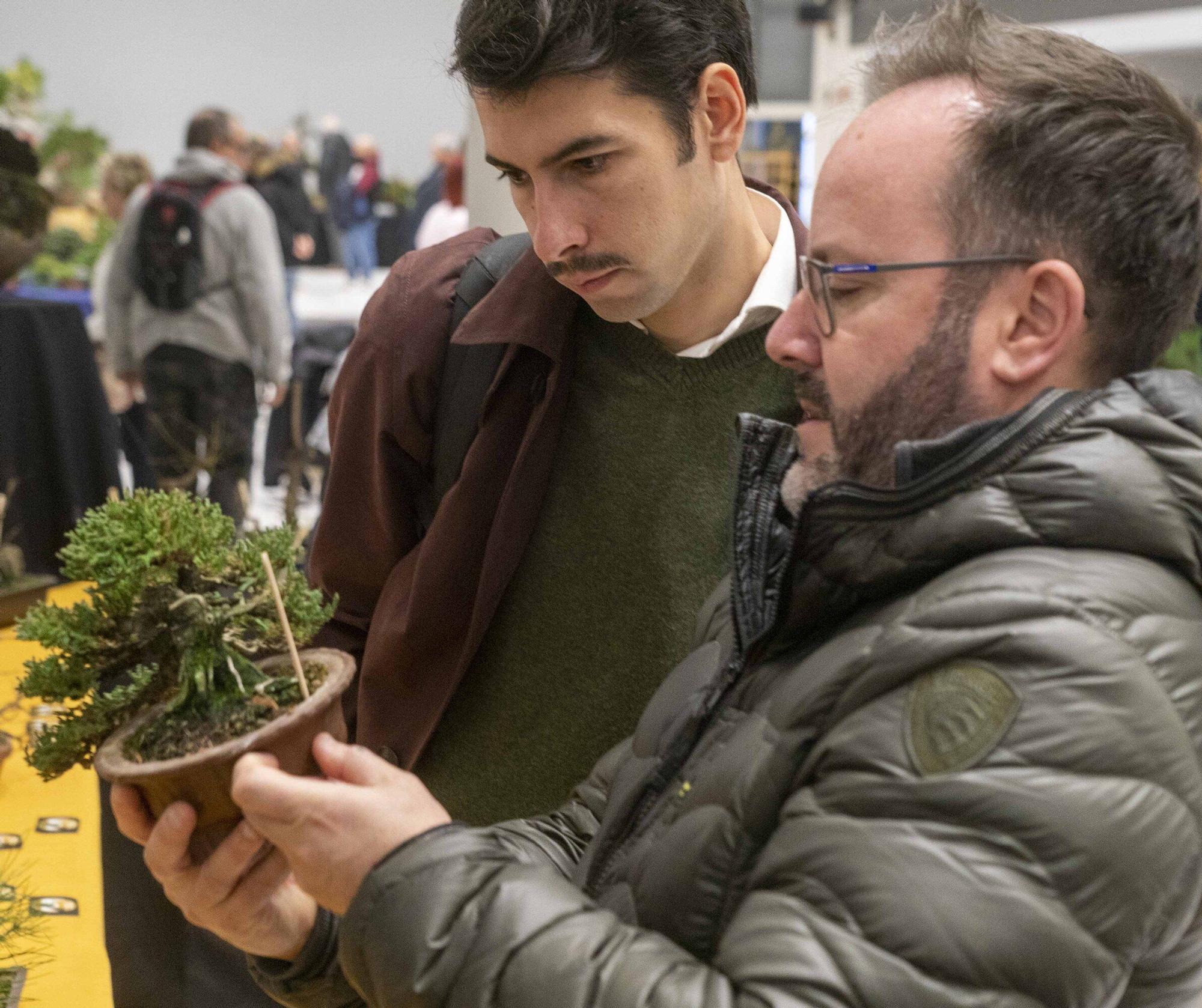 En imágenes: El arte del bonsái llega a Vitoria-Gasteiz